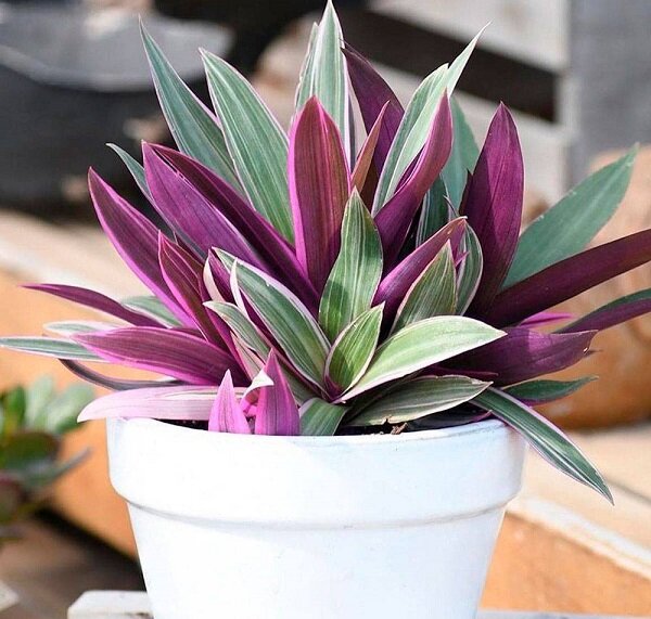 фото из открытого источника