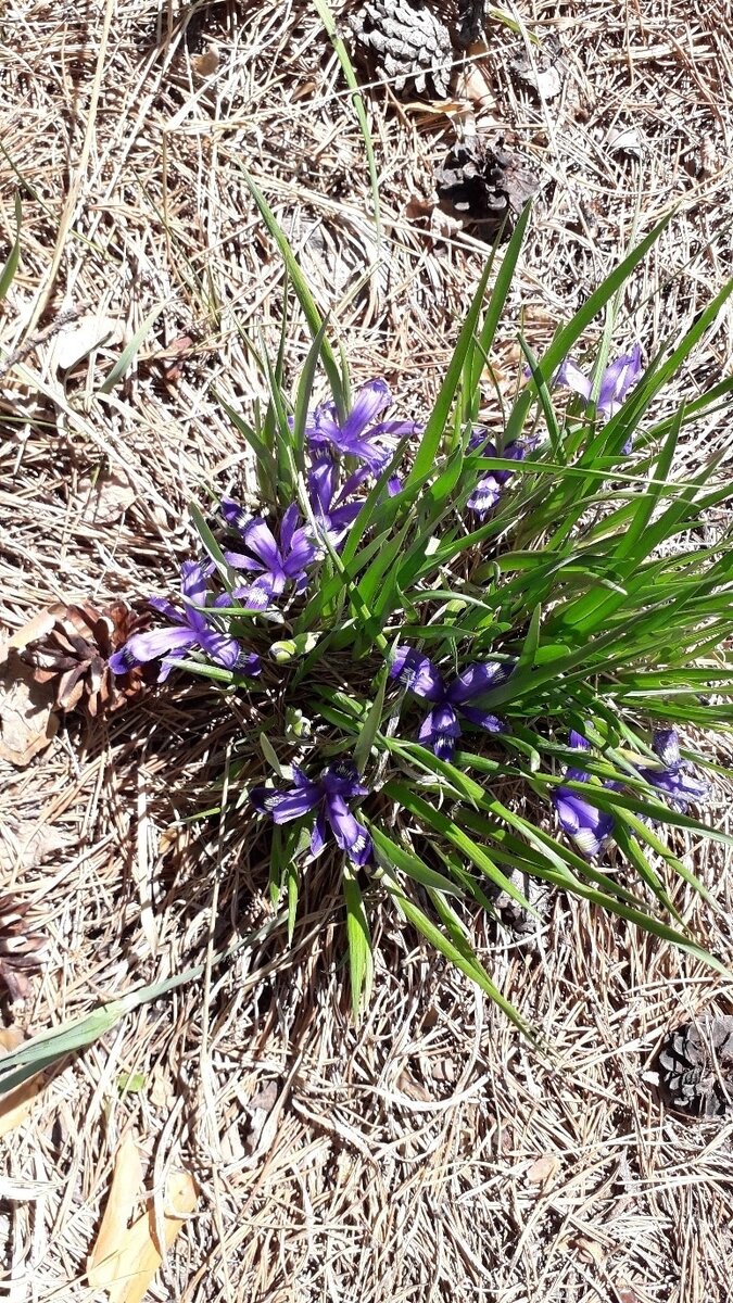 Полянка ирисов в лесу.