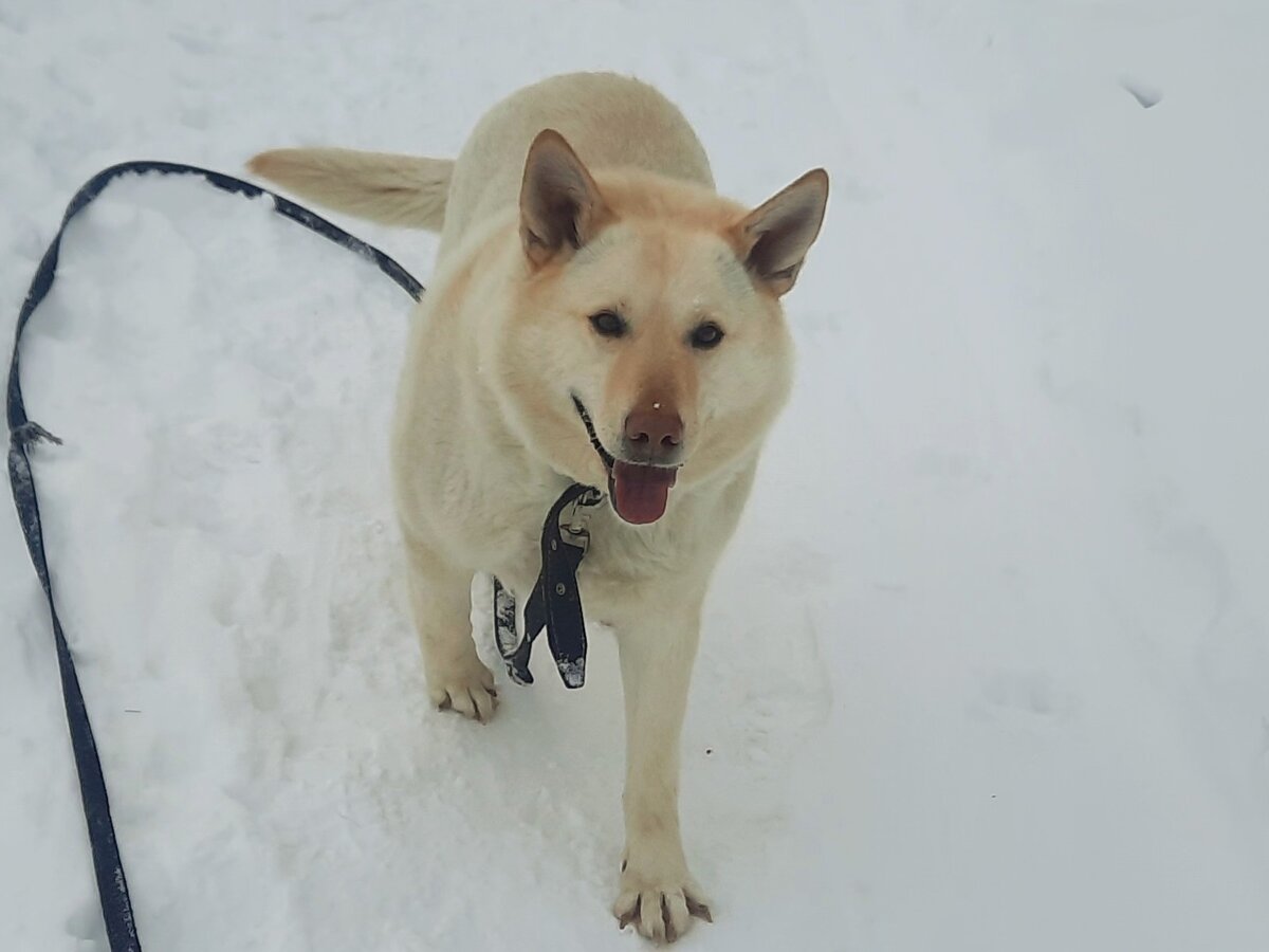В приюте акция - угости питомца | Джим ЧУСОВОЙ | Дзен
