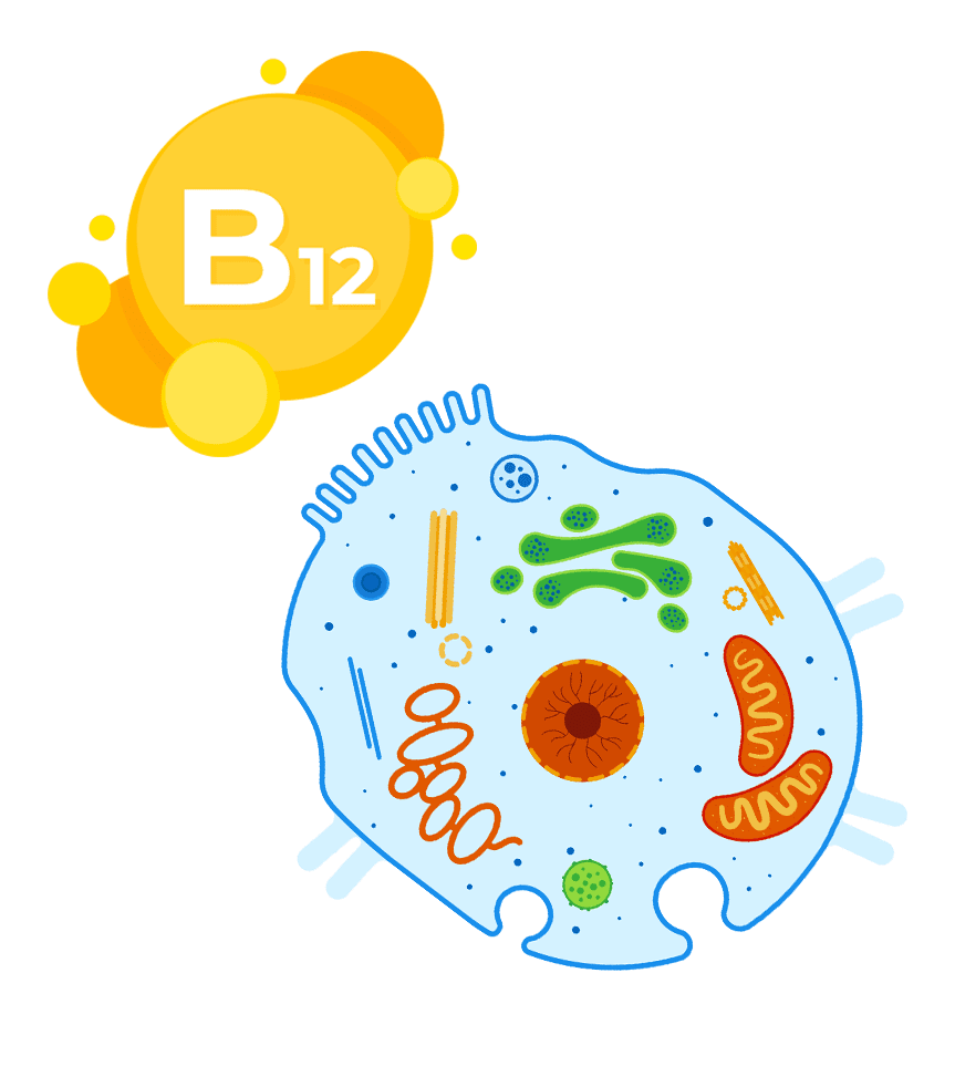 Витамин В12 и клетка человека