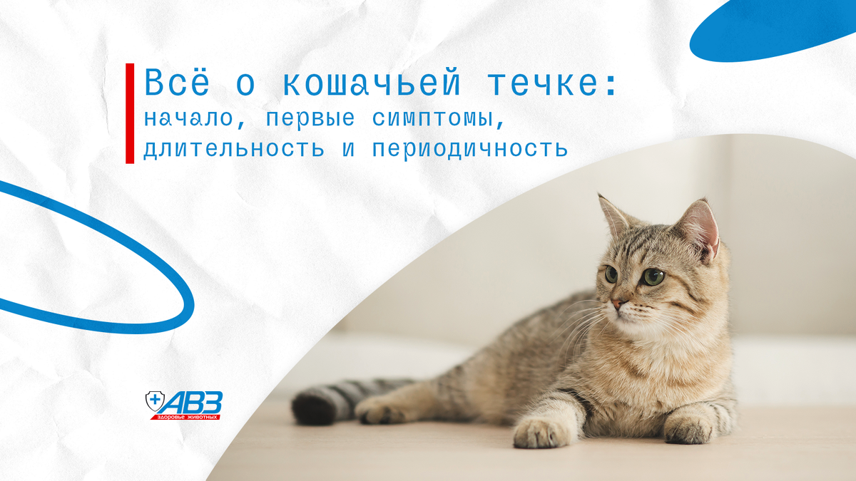 Течка у кошек признаки как выглядит Как у кошек происходит спаривание, на какой день течки лучше вязать самку, сколь