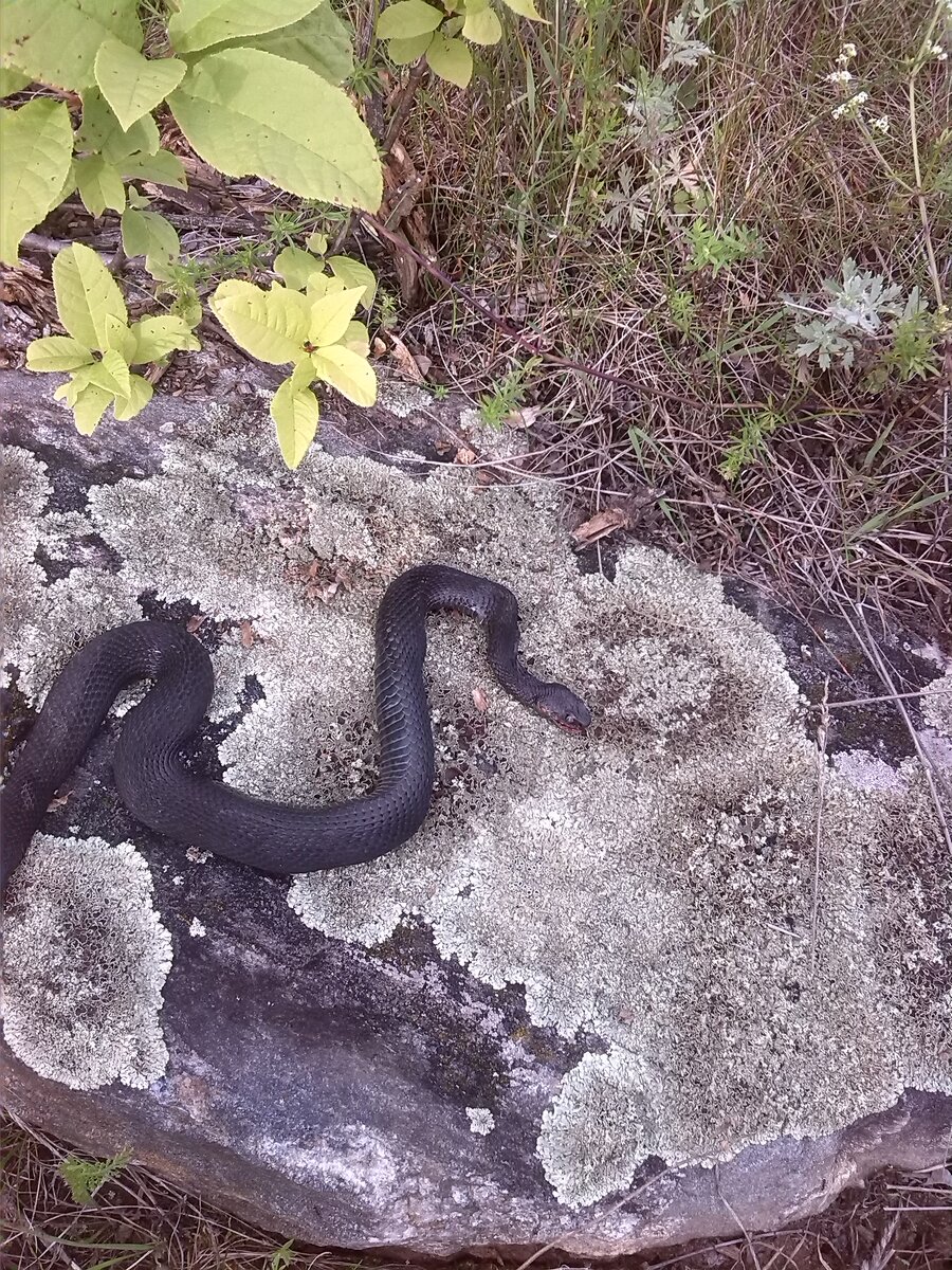 Гадюка Никольского.