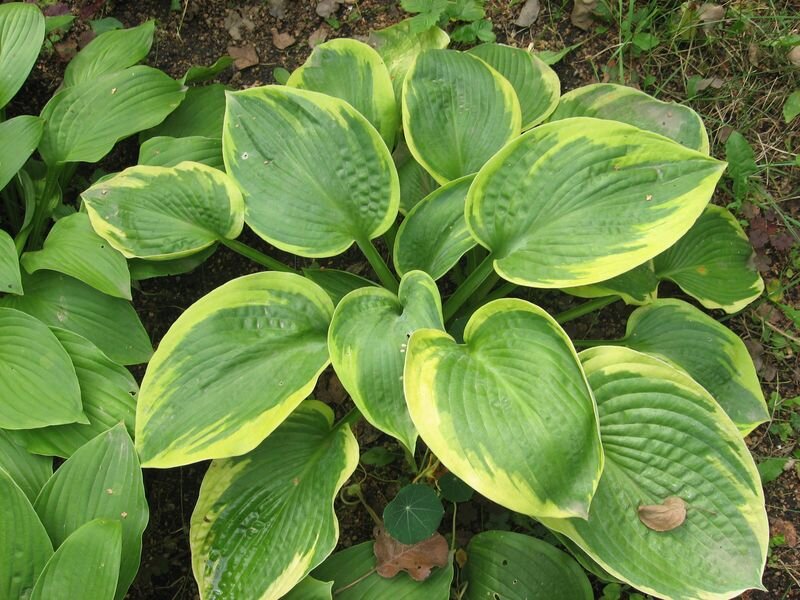 Хоста бордюрная. Хоста sagae. Хоста и барвинок. Как сохранить хосту. Хоста цветы многолетники.