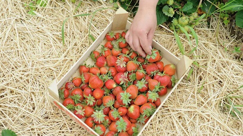 Телега с фруктами и овощами. Осенняя композиция из овощей. Поделки на тему овощи. Осенняя корзина с фруктами и овощами. Сбор урожая.