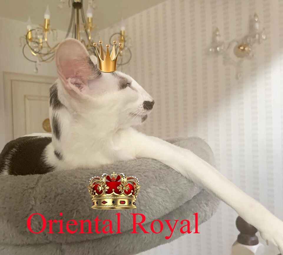 Убить кота за 75 секунд | Ориентальные котята и петерболды orientalroyal.ru  | Дзен