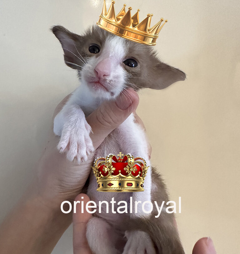 Котёнок Федька