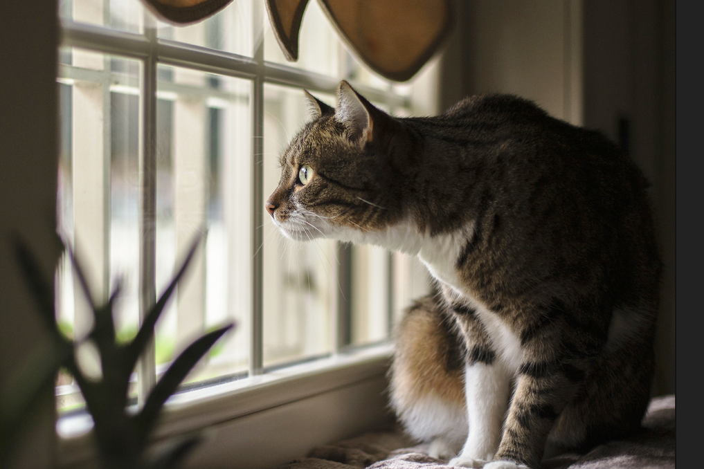 Аргентинский кот на окне. Ждет своих из России