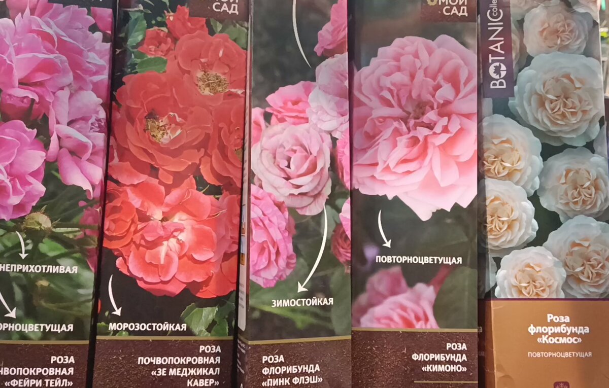 Саженцы роз в красивых привлекательных коробочках
