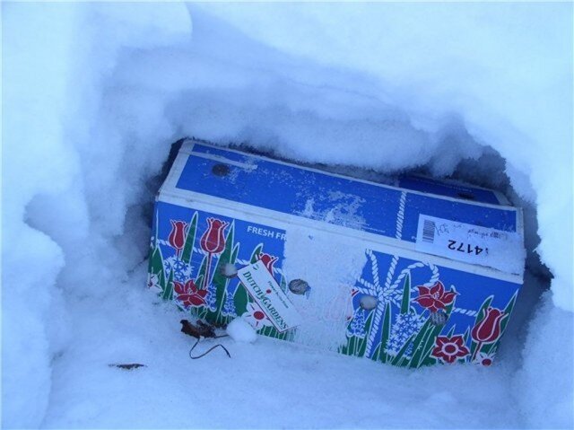 Коробку с саженцами прячем в глубокий сугроб до теплых дней.