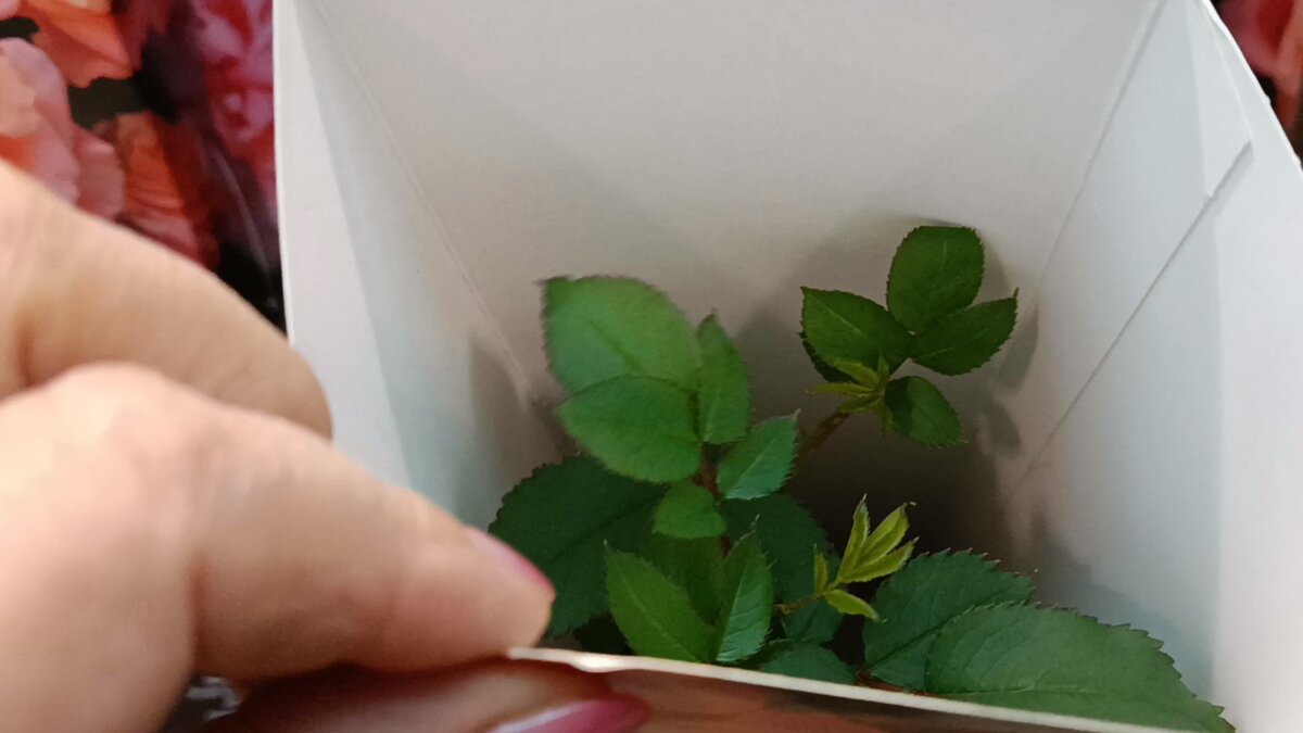 Посадка роз осенью в открытый грунт. Посадка роз весной в открытый грунт с открытой корневой системой. Высадка роз в открытый грунт. Посадка розы флорибунда. Розы с открытой корневой системой.