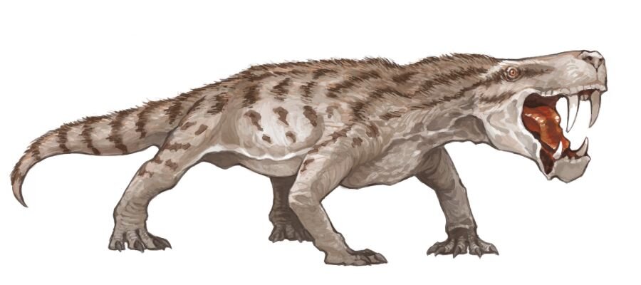 Пушистый вариант зверозуба-иностранцевии