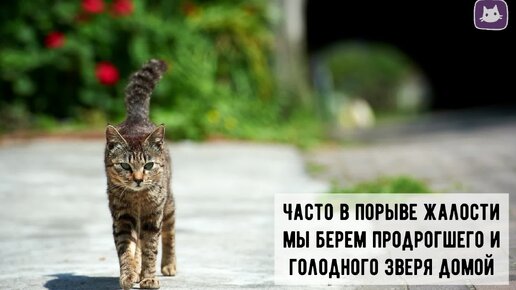 🐱Подобрали кошку на улице: что нужно сделать? Первые шаги