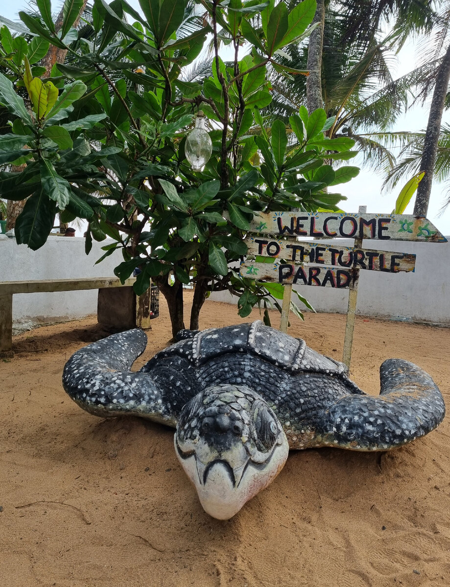 Черепашья ферма. Бентота. Фото автора статьи.