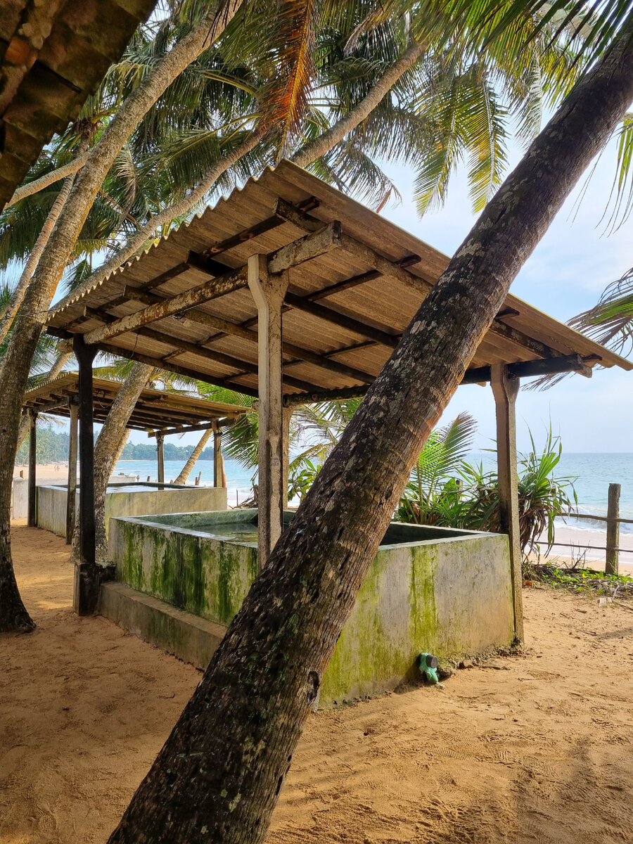 Черепашья ферма. Бентота. Фото автора статьи.