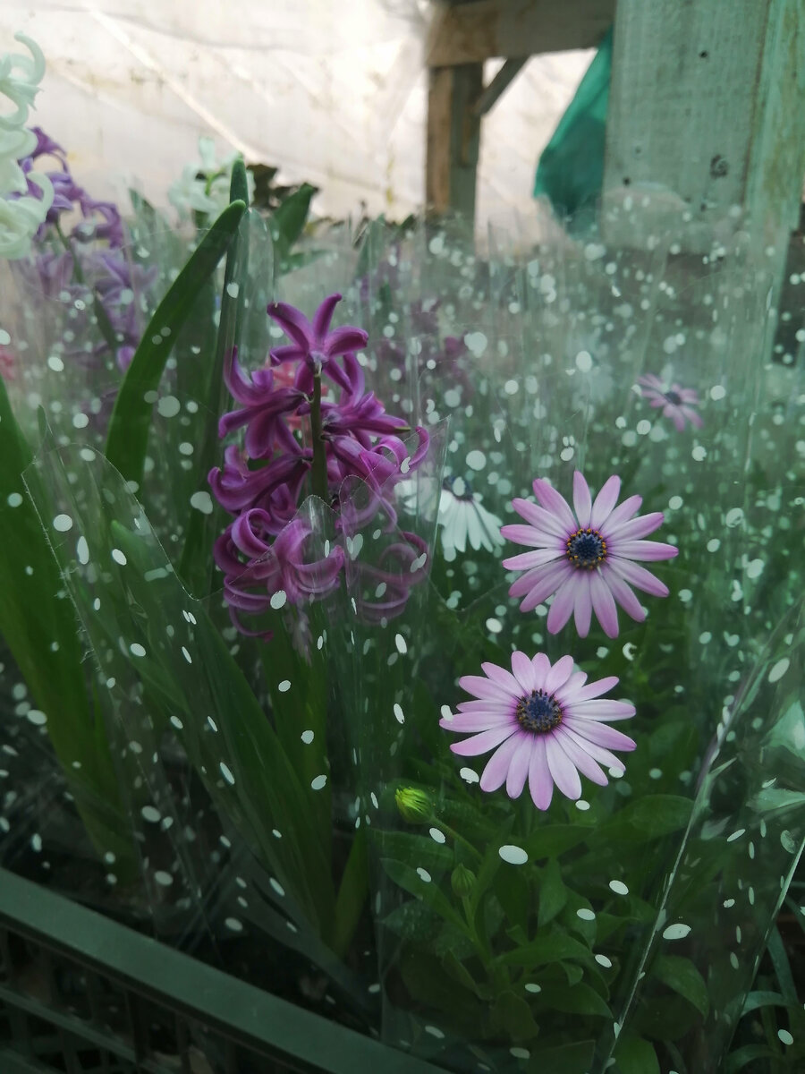 Остик и гиацинт