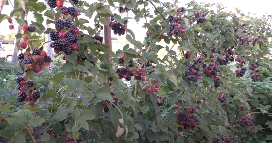 Ежевика сорт Торнфри