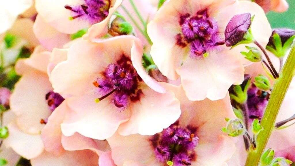 Листайте галерею для просмотра фото. Цветы вербаскума.