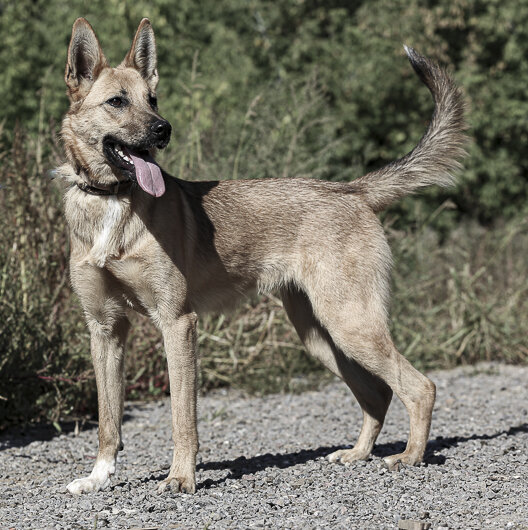 Очень красивая, молодая и грациозная собака наша Шанти.
