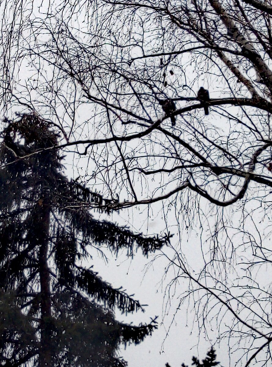 "... Голубок с голубкою воркует..."  ( Горлинки)