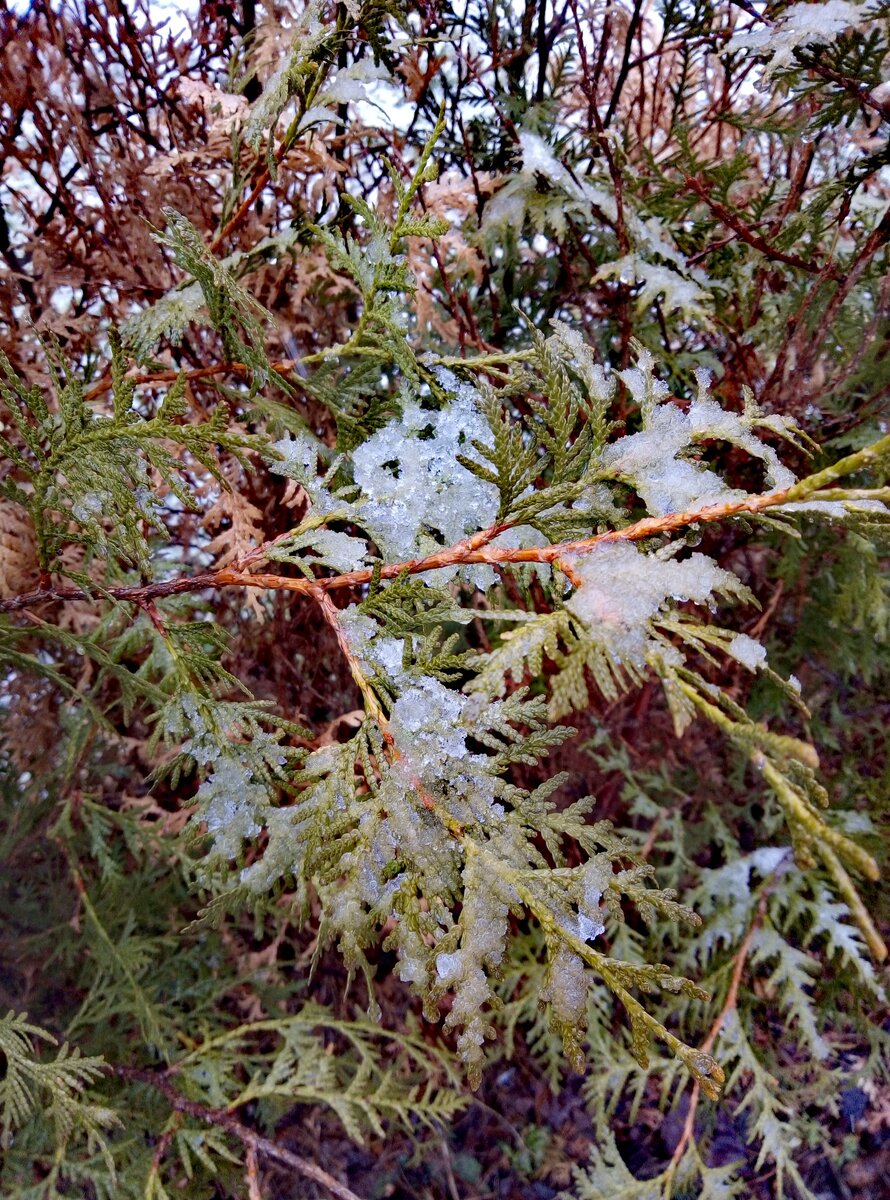 В преддверии весеннего праздника " Международный день 8 марта".