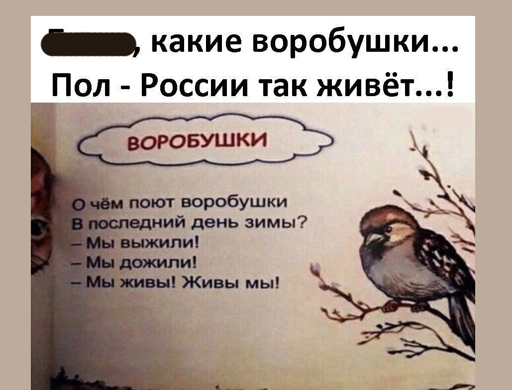 В переводе на человеческий: О чем на самом деле поют воробушки в последний  день зимы | Заметки зооработника | Дзен