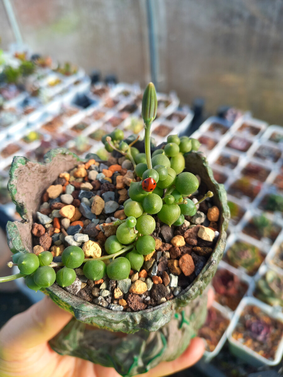 Senecio rowleyanus