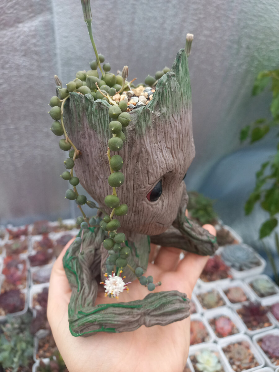 Senecio rowleyanus