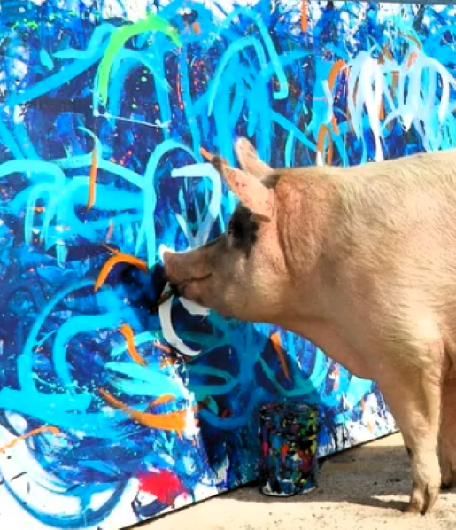 Свинья Пигкассо. Фото из открытых источников