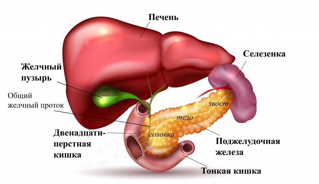 РАК ПОДЖЕЛУДОЧНОЙ ЖЕЛЕЗЫ.