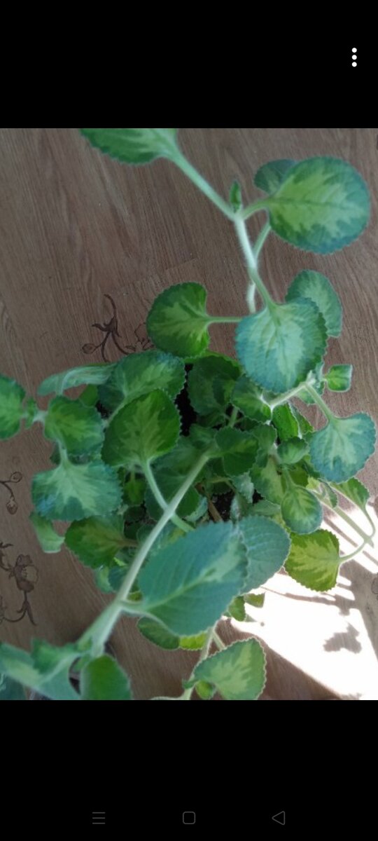 Вот такой кустик вырос летом в доме