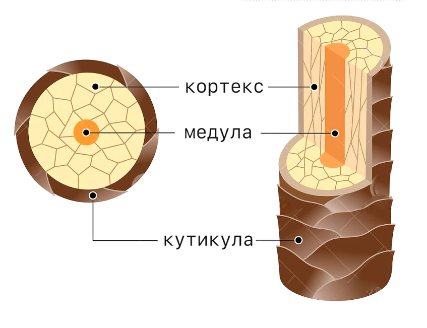 Структура волос