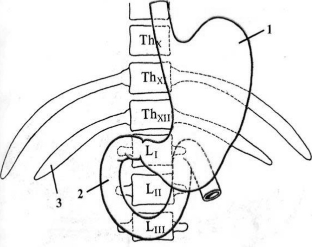 Рис. 1 - Скелетотопия желудка