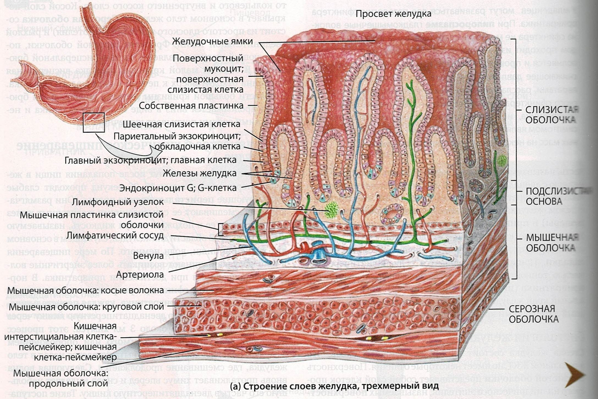 Строение стенки жкт