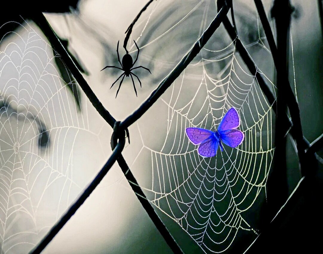 Всё о "паучьей порчи."