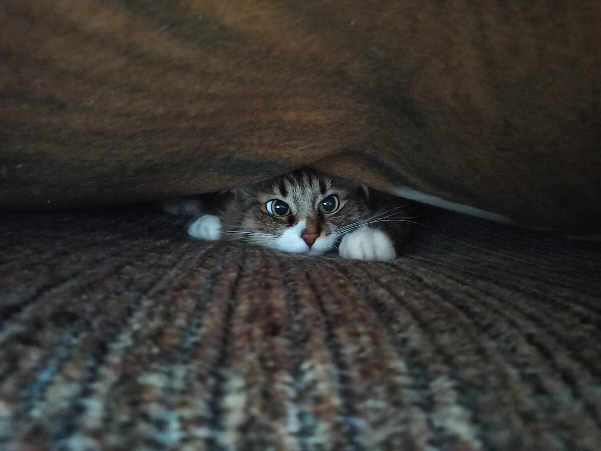 Спряталась 