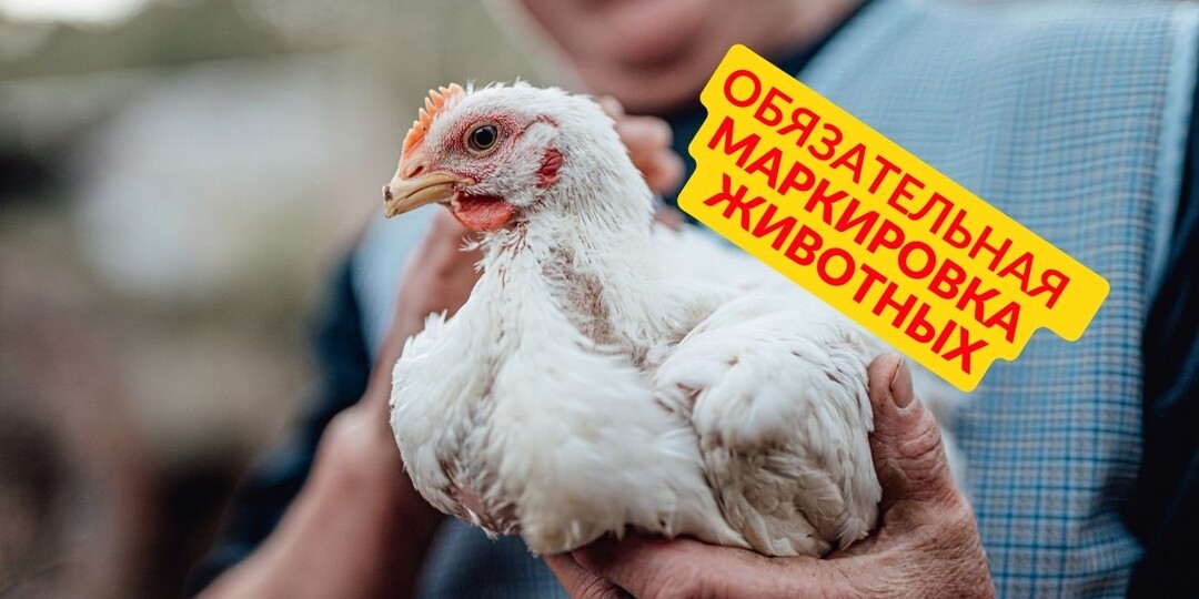 "Теперь мне нужно маркировать своих кур," - сокрушалась пенсионерка. Я объяснила ей, как работает новый закон