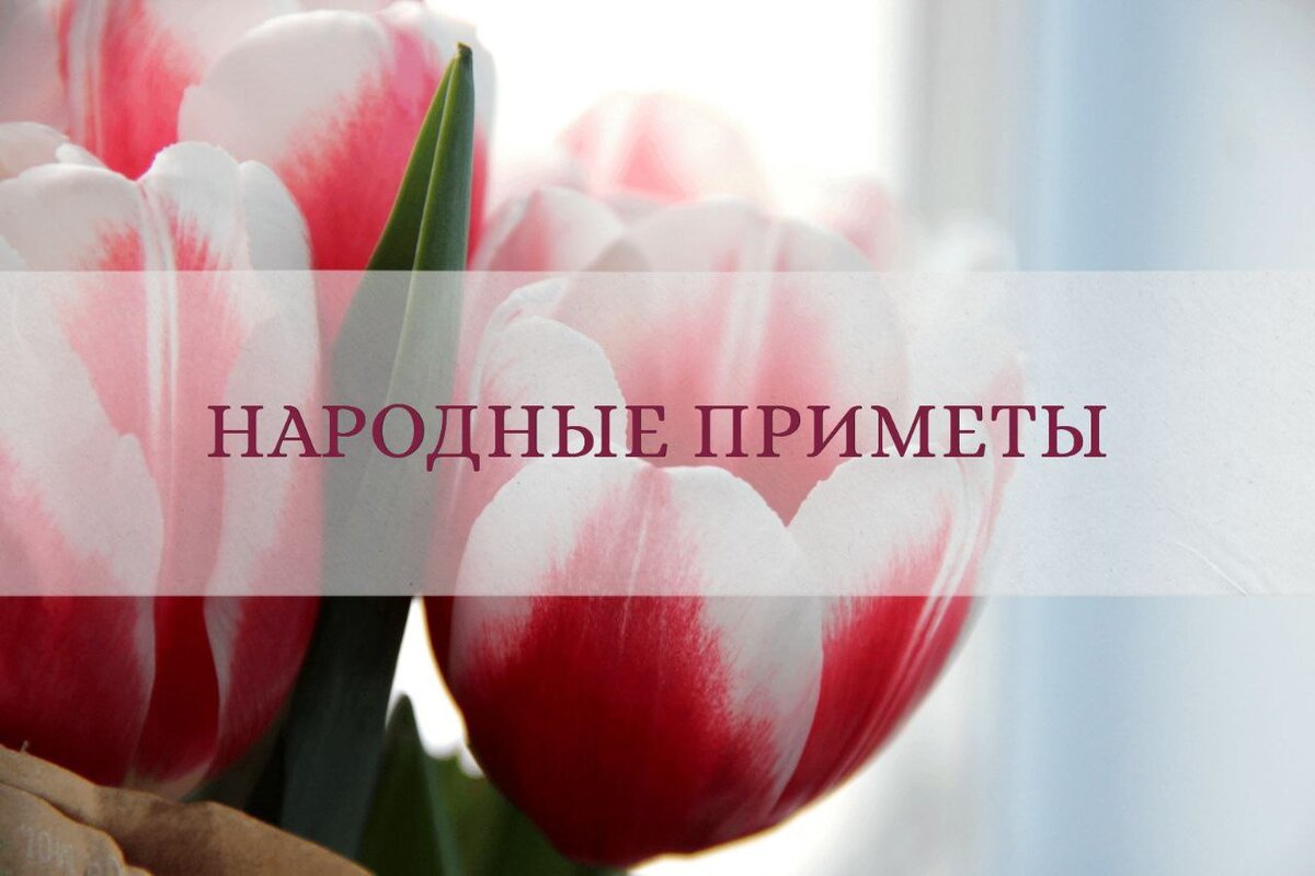 ипомея фарбитис. ипомея почему нельзя. ипомея синяя звезда. ипомея почему нельзя. ипомея пикоти синяя.