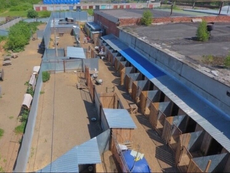     фото: БФ защиты животных " Право на жизнь" (г. Тутаев)