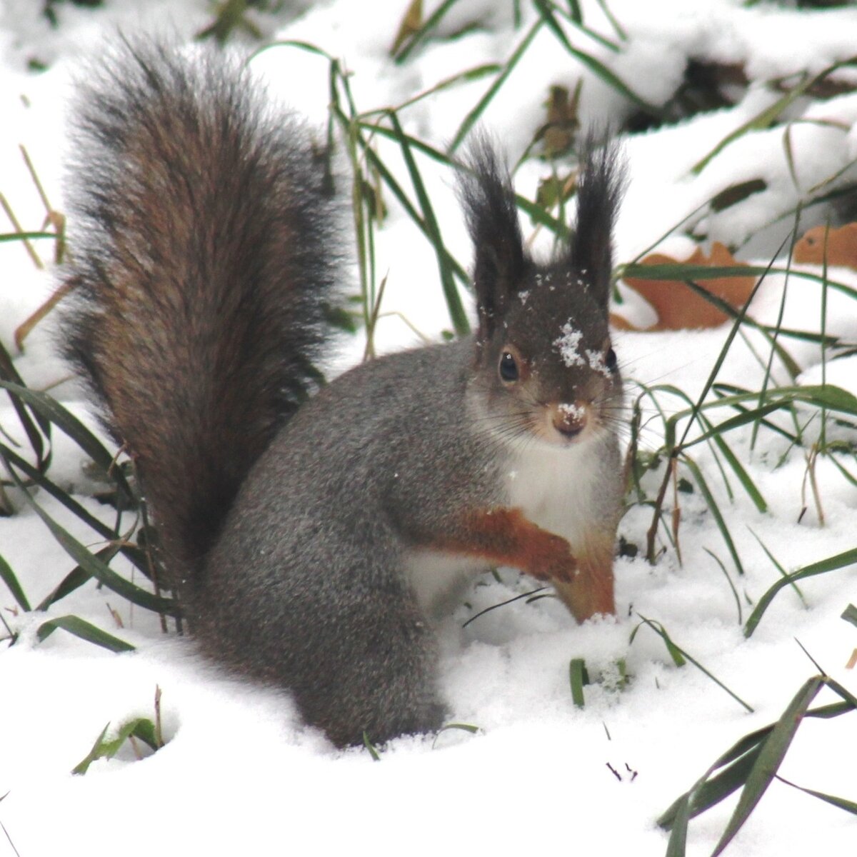 юный белк (фото автора)