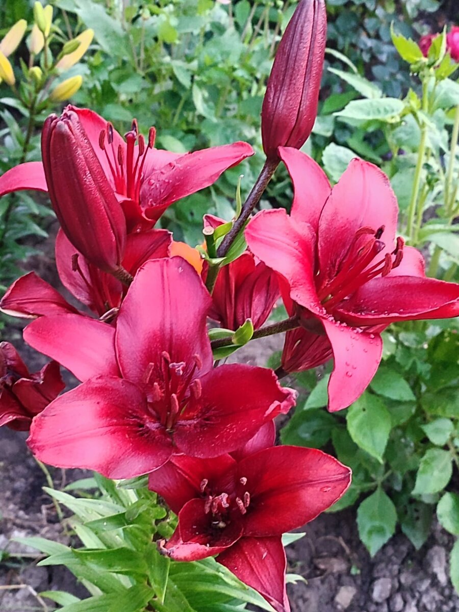 Ещё цветов💐 Фото автора 