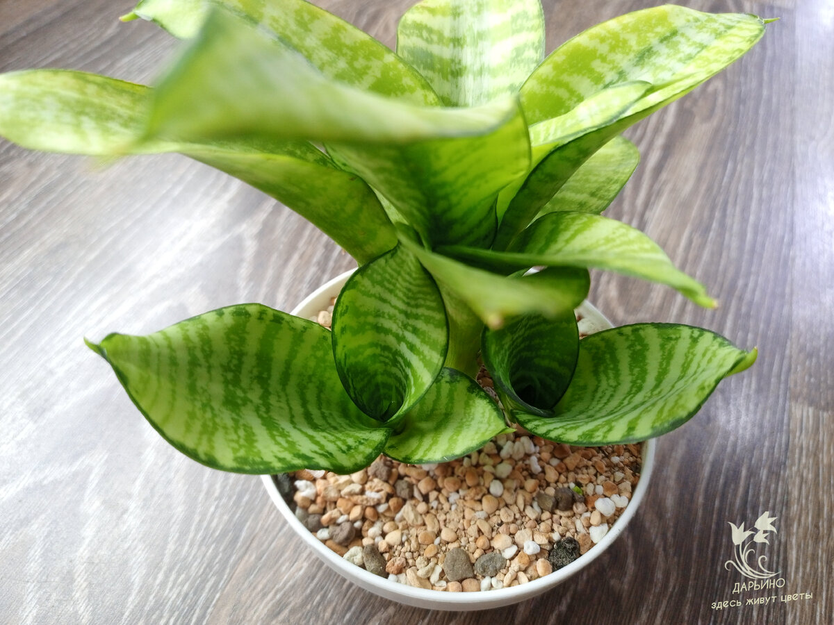 Hahnii Phillipines