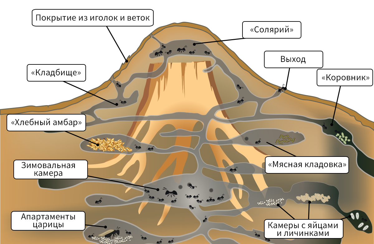 Фото из интернета.
