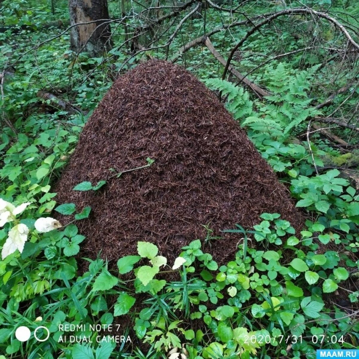 Муравейник в природе. Фото из интернета.