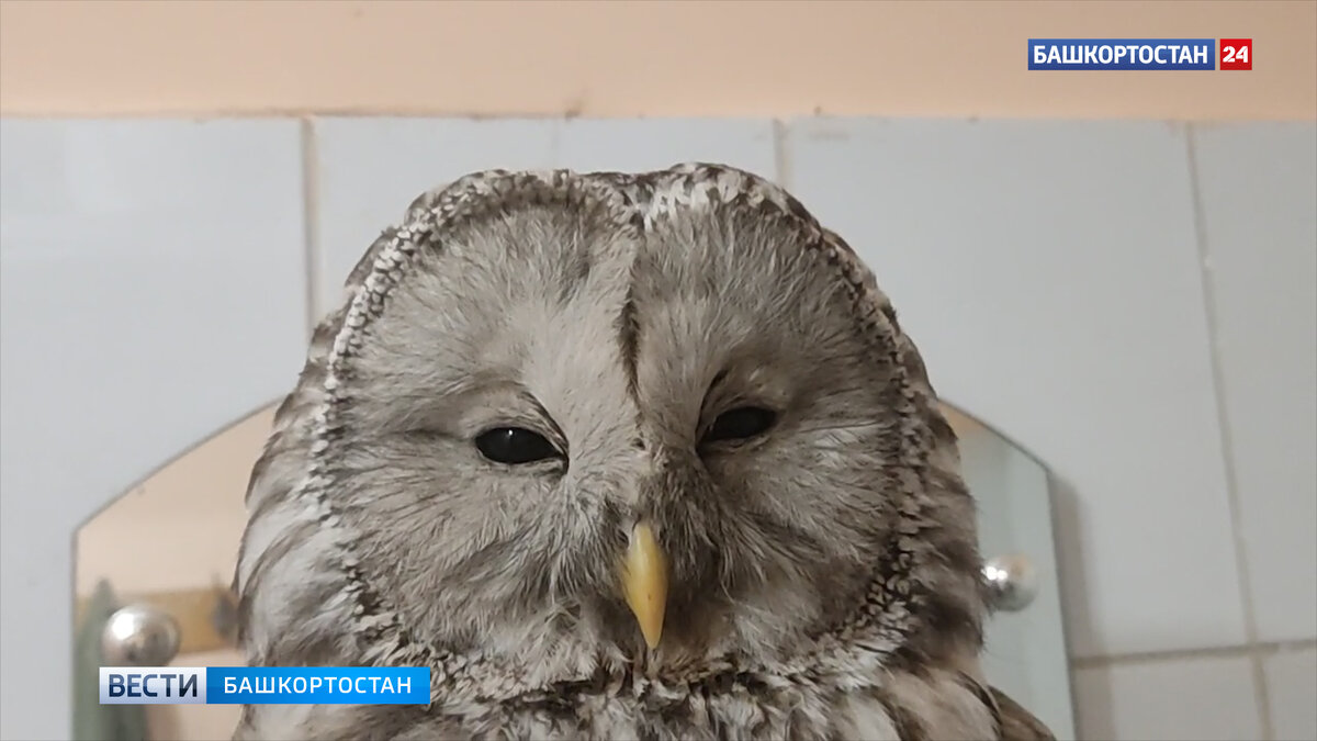    В Уфе сова залетела в квартиру через вентиляцию