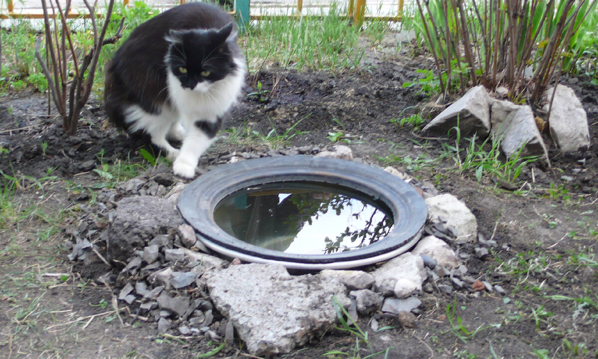 2. В галерее 2 фото, листайте