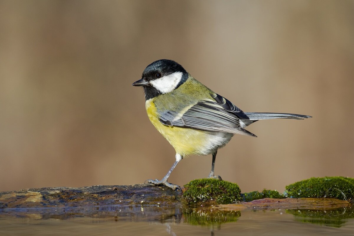    По поведению синиц можно предсказать погоду