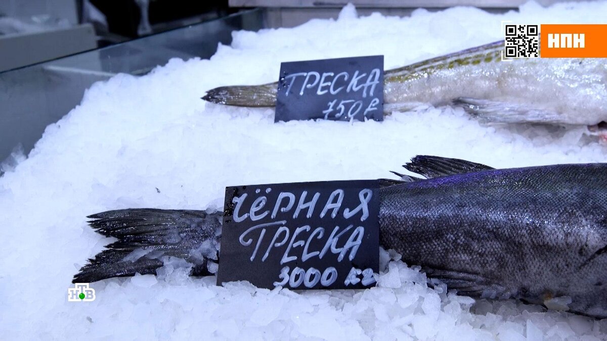 Рыбы Красного моря – фото с названиями и описанием