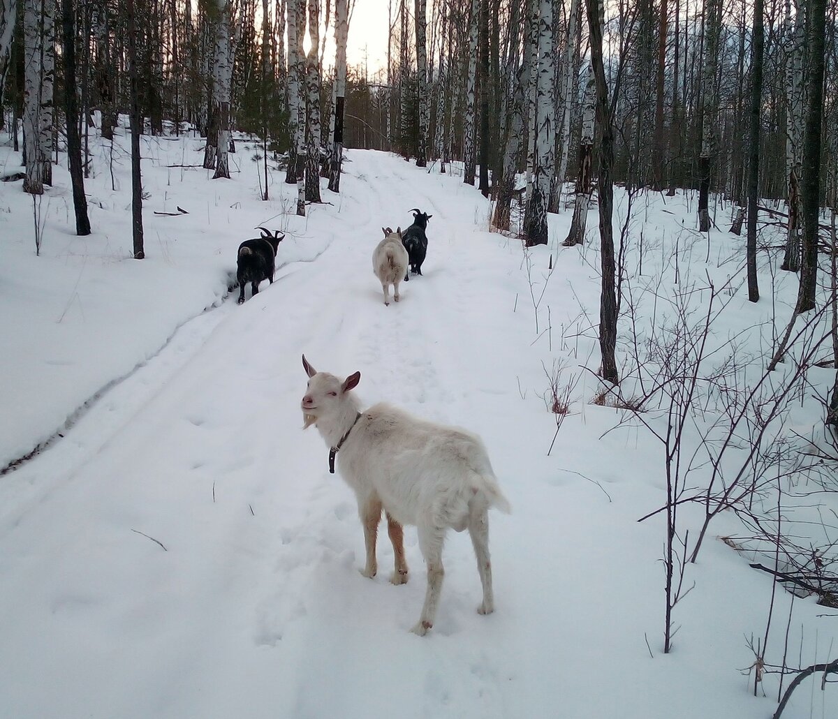 зимняя прогулка по опушке, спереди мамки, замыкает шествие подросток козел