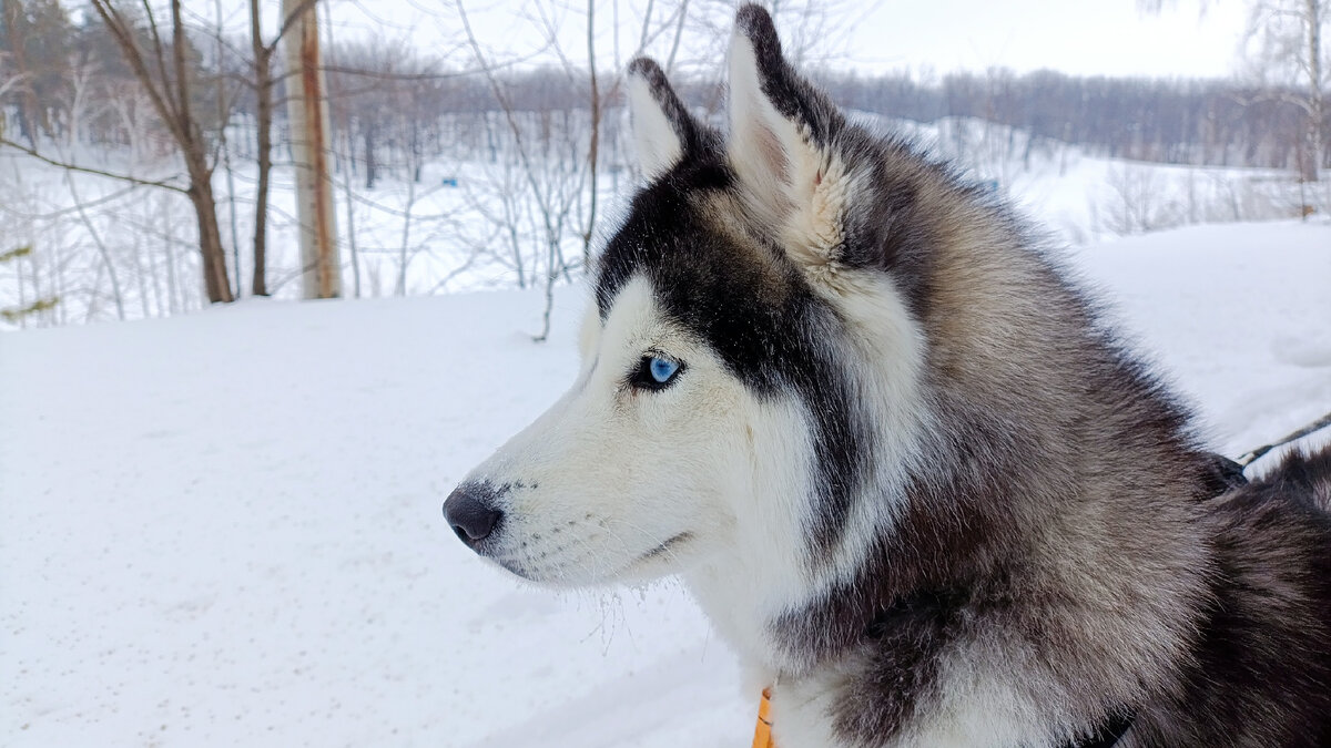 Хаски по имени Мани. Ну, пошли в магазин!