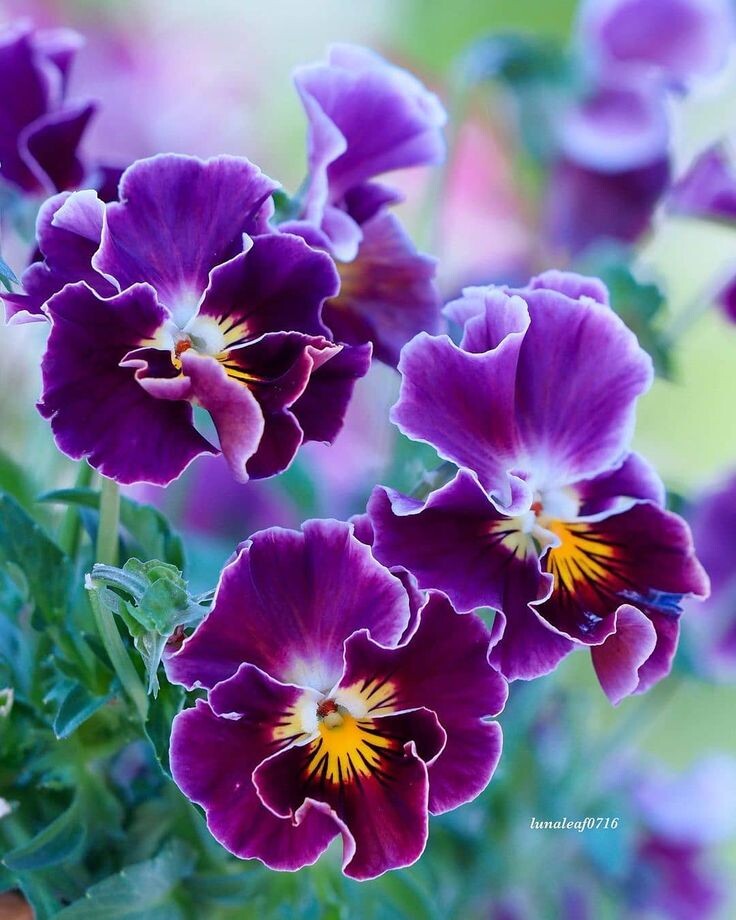 Картинка найдена на просторах интернета, ссылка https://yandex.ru/images/search?from=tabbar&img_url=https%3A%2Fi%2F.pinimg.com%2Foriginals%2Fa8%2F34%2Fа3f%2Fa83р43f8721с2879b5e7bd53274cf0591a19.jpg&lr=47&pos=15&rpt=simage&text=%D1%86%D0%B2%D0%B5%D1%82%D1%8B%20%D0%BA%D1%80%D1%83%D0%BF%D0%BD%D0%BE%20%D1%84%D0%BE%D1%82%D0%BE